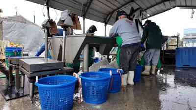 Southern Connection Seafood