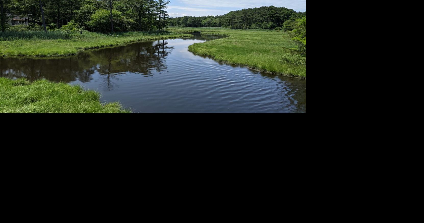 Proposed bill aims to expand wetlands protections across Delaware