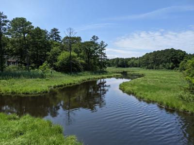 Delaware Tidal Wetlands