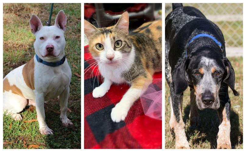 Pet Connect – December 13, 2019