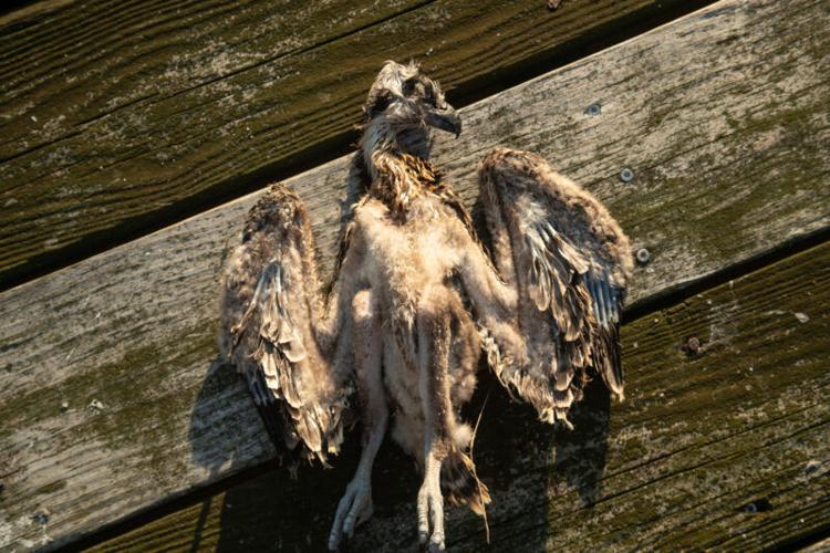 A dead, emaciated osprey chick sprawled out on wooden boards. 