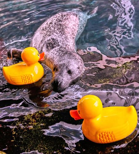 Seal Learning Rubber Duck