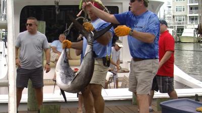 White Marlin Open Tournament Trial Underway In Baltimore