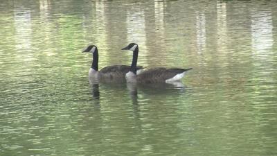 USDA Euthanizes 362 Geese From Salisbury for Overpopulation Concerns