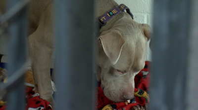 Humane Society of Wicomico County