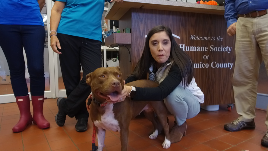 Gateway Pet adoption