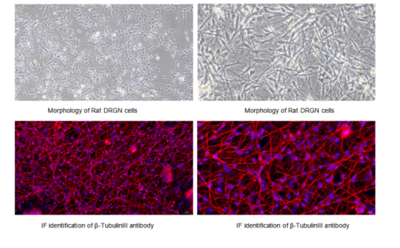 Truth Under the Microscope: Morphological Identification of Primary Cells versus Established Cell Lines