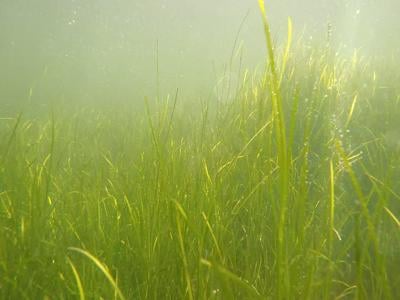 Eel grass in the Honga River.
