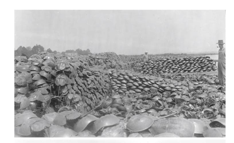 Horseshoe Crab Bodies Outside Fertilizer plant 2