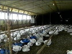 USDA Overhauls Decades-old Poultry Inspections