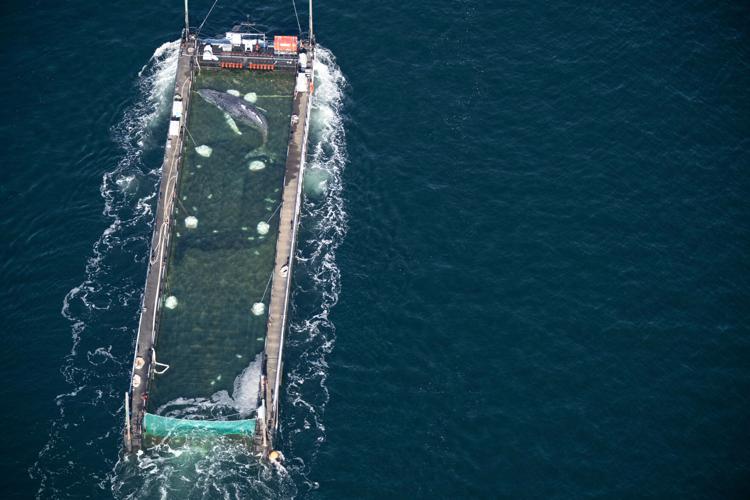 Germany Whale Rescue
