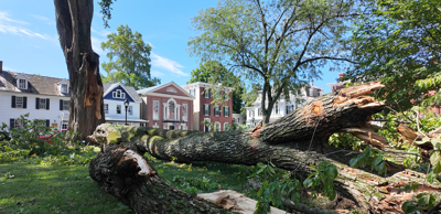 A more than a century old tree collapsed on the historic Green in Downtown Dover.