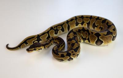 Python Reported in Federalsburg
