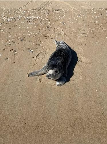 young grey seal