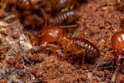 Spring Termite Season Prompts Warning from Houston Pest Specialists