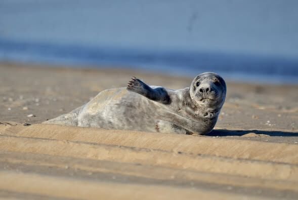 young grey seal laying