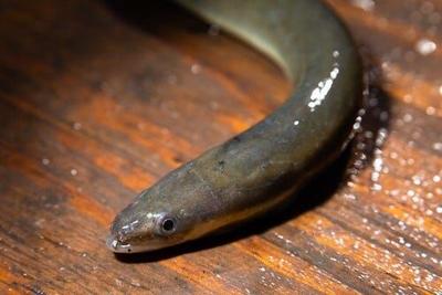 Eels to Help Clean Susquehanna River and Chesapeake Bay