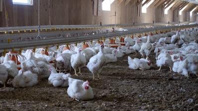 Chickens