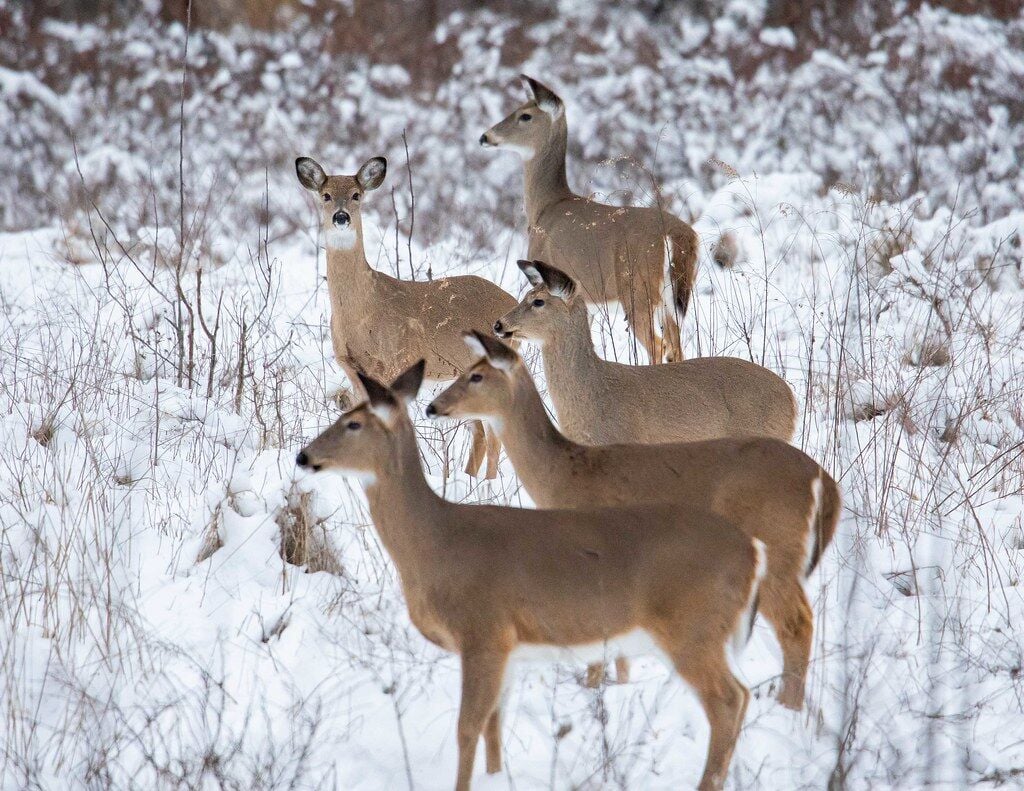 Maryland Deer Hunting Harvest Down From Last Year | Latest News | Wboc.com