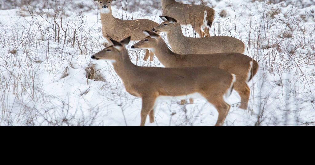 maryland-deer-hunting-harvest-down-from-last-year-latest-news-wboc