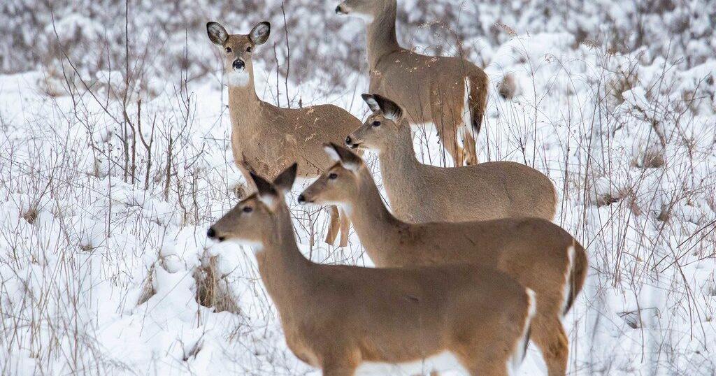 Maryland Deer Hunting Harvest Down From Last Year Latest News Wboc maryland-deer-hunting-harvest-down-from-last-year-latest-news-wboc