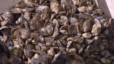 Oyster Restoration Hurting Watermen Boats