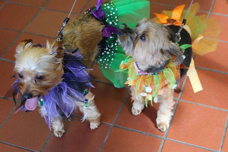 This is Halle as a pumpkin & Cassie as the bumble bee.