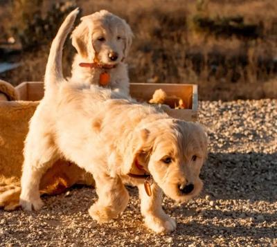 Windsong Doodles, LLC Announces Information on Goldendoodle Breeding Focus