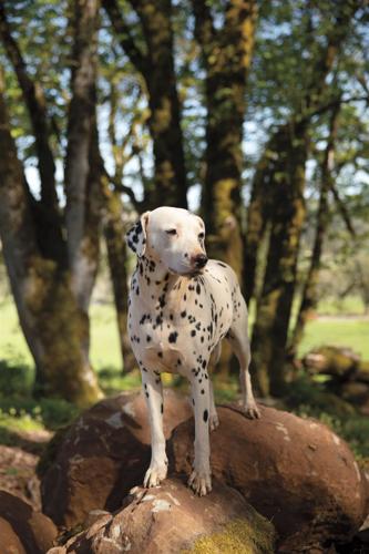 Five important lessons rescue dogs can teach you