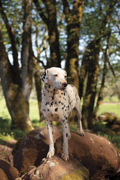 Five important lessons rescue dogs can teach you
