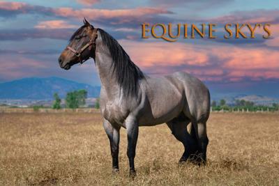 Equine Health Experts Raise Concerns Over Chemical Ingredients in Horse Care and Leather Tack Products