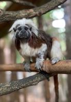 Salisbury Zoo Welcomes Second Cotton-Top Tamarin, Nikki