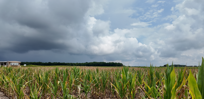 farms rainfall