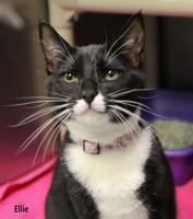 ELLIE-THE-CAT