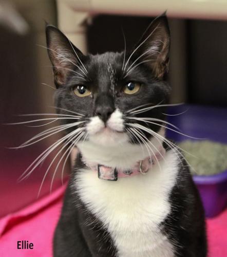 ELLIE-THE-CAT