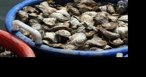 New Cost-Share Program to Bolster Oyster Aquaculture in Sussex County - Vimarsana News