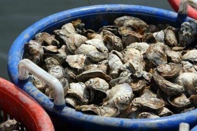 Oysters