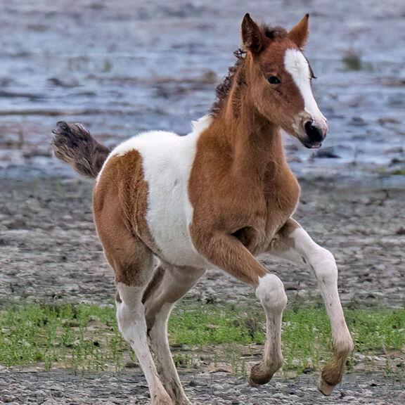 Foal Buyback Auction Reaches Almost $41k for Save the Beebe Ranch Effort - Vimarsana News