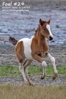 Foal Buyback Auction Reaches Almost $41k for Save the Beebe Ranch Effort