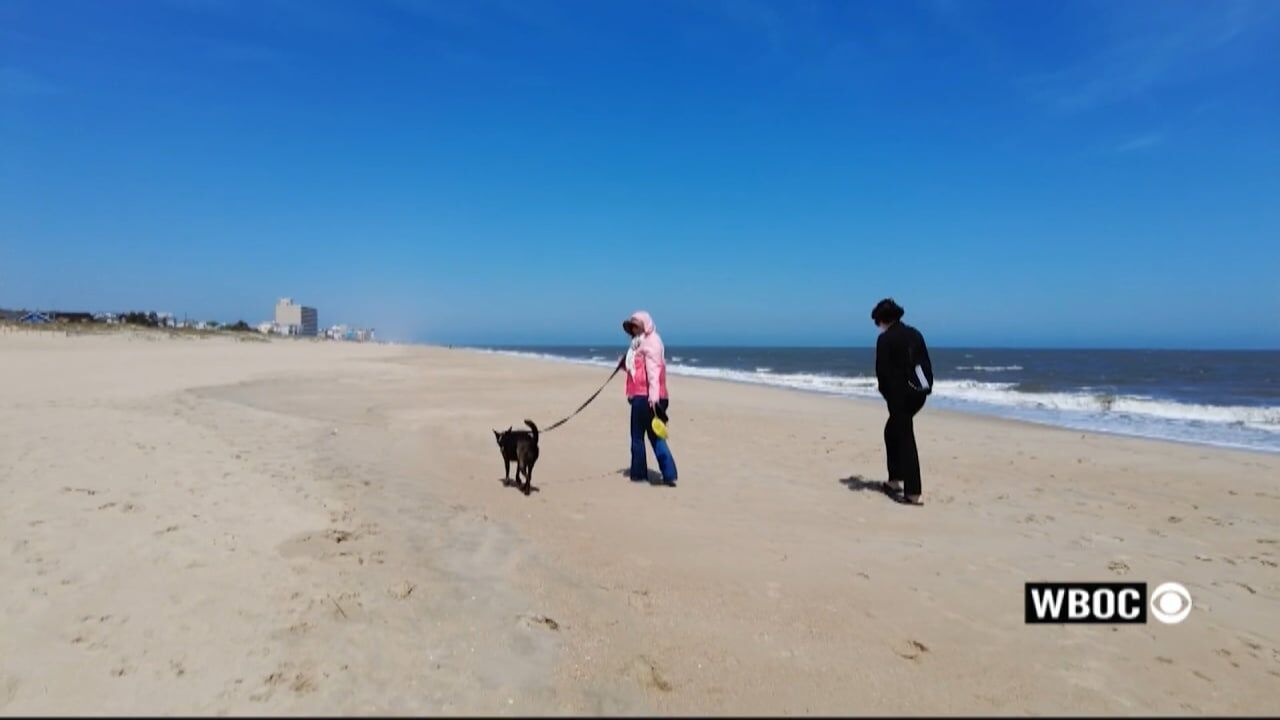does poodle beach allow dogs? 2