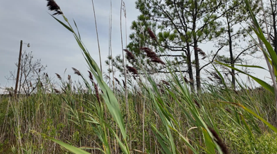 Marsh in Church Creek