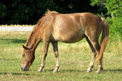 Assateague Horse Died After Eating Dog Food