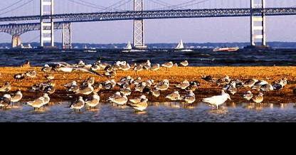 Maryland Coastal Restoration and Resilience Projects to Receive Nearly $13 Million - Vimarsana News