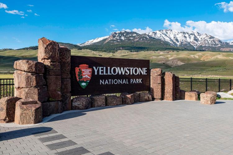 Yellowstone Bison Attack