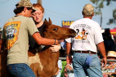 Chincoteague Ponies Go Up For Auction