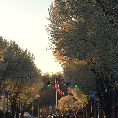 Pocomoke City Rids Downtown of Trees