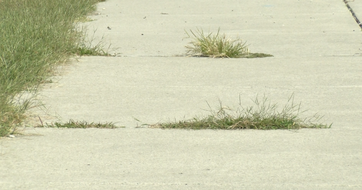 Crisfield works to address overgrown weeds around city