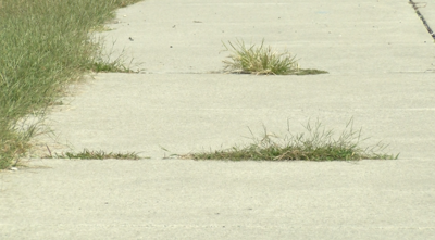 Crisfield works to address overgrown weeds around city