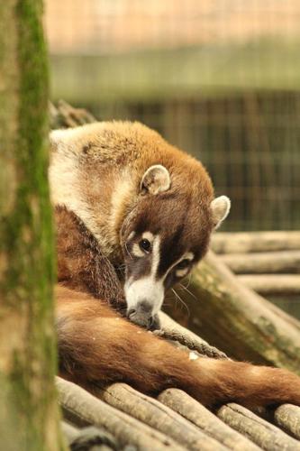coati
