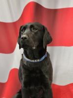 Maryland Office of the State Fire Marshal Welcome New Accelerant Detection K9